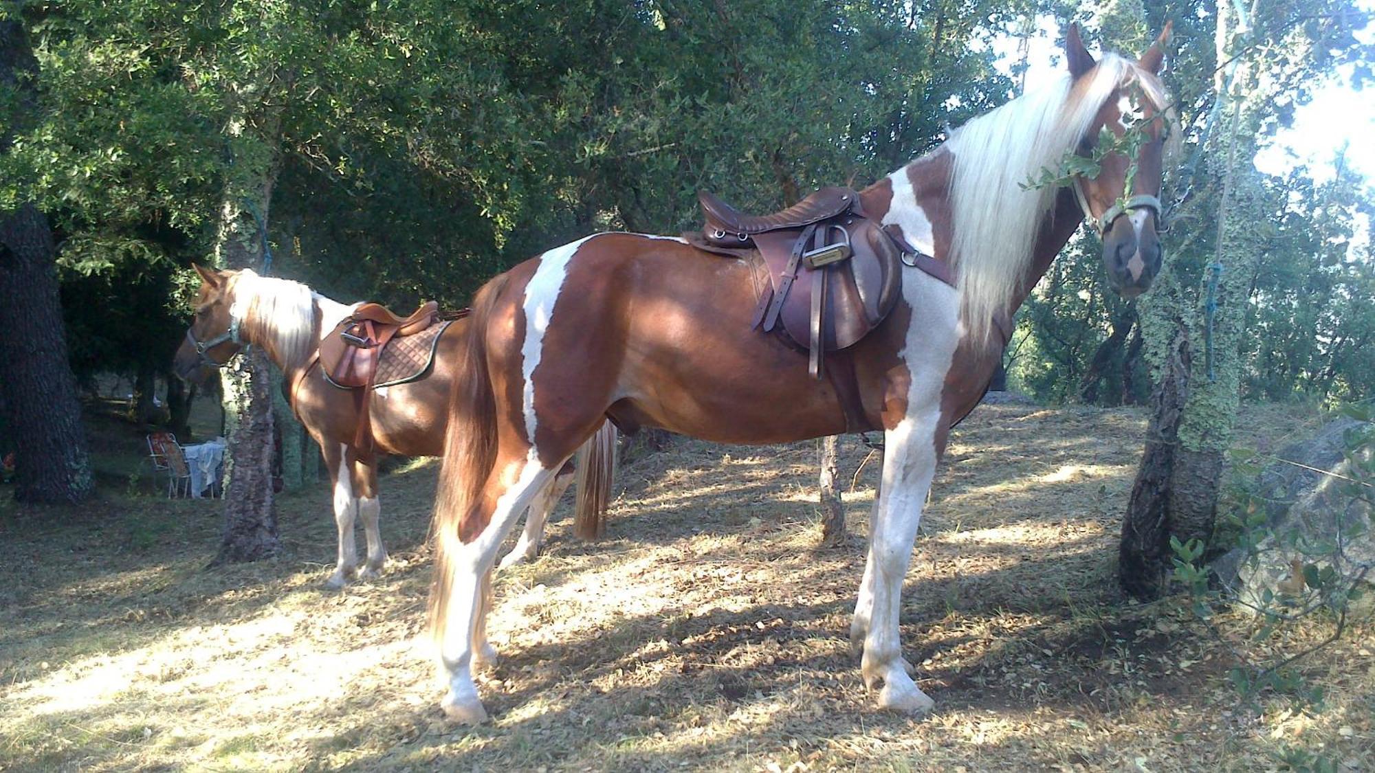 Agro Do Souto, - Completa Villa *